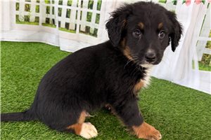 Nemo - puppy for sale