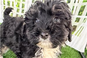 Nevaeh - puppy for sale