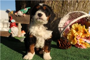 Rudy - Bernedoodle, Mini for sale