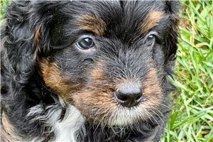 Orbie - Bernedoodle, Mini for sale