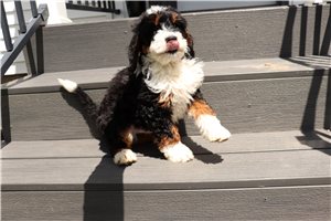Rudy - Mini Bernedoodle for sale