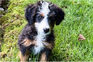 Jasmine - Bernedoodle, Mini for sale