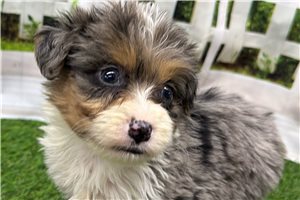 Jessica - puppy for sale