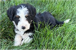 Sophia - puppy for sale
