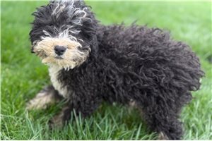Jamie - Bernedoodle, Mini for sale