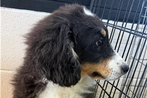 Jago - Bernedoodle, Mini for sale