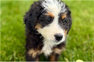 Jasmine - Bernedoodle, Mini for sale