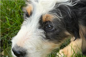 Jesse - Bernedoodle, Mini for sale