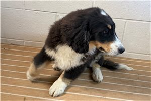 Jago - Bernedoodle, Mini for sale