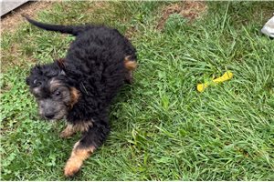 Odie - Mini Bernedoodle for sale