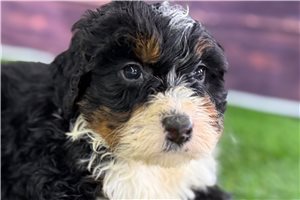 Jackson - puppy for sale