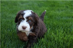 Maddox - Bernedoodle, Mini for sale