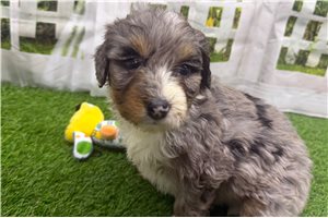Nutmeg - puppy for sale