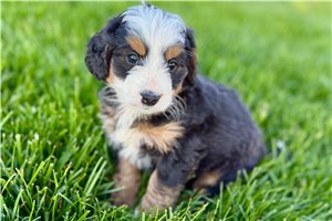 Julianna - Bernedoodle, Mini for sale