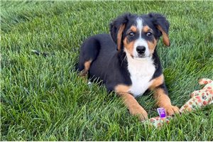 Simone - Mini Bernedoodle for sale