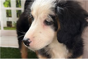 Dillon - Bernedoodle, Mini for sale