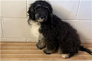 Nevaeh - Bernedoodle, Mini for sale
