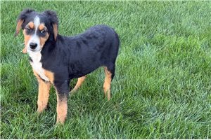 Simone - Mini Bernedoodle for sale