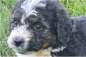 Sooner - Bernedoodle, Mini for sale