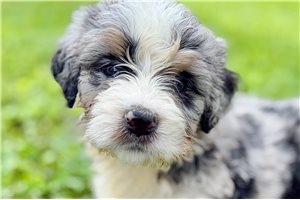 Patrick - Bernedoodle for sale