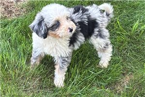 Sarah - Bernedoodle, Mini for sale