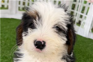 Justin - Mini Bernedoodle for sale