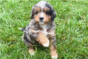 Ollie - puppy for sale