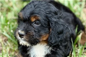 Oroe - Bernedoodle, Mini for sale