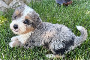 Stanley - puppy for sale