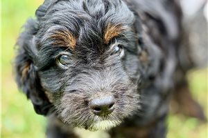 Olive - Bernedoodle, Mini for sale