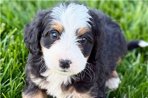 Jesse - Bernedoodle, Mini for sale