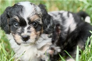 Oakie - puppy for sale