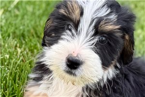Jace - Bernedoodle, Mini for sale