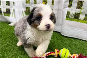 Jade - puppy for sale