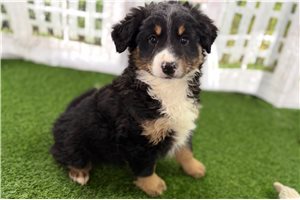 Jacob - Bernedoodle, Mini for sale