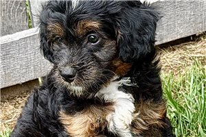 Odie - Bernedoodle, Mini for sale