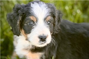 Jaime - puppy for sale