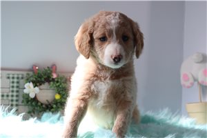 Cyril - Bernedoodle, Mini for sale