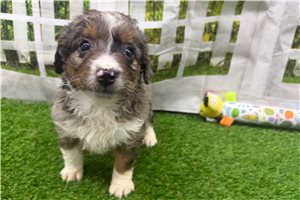 Norah - puppy for sale