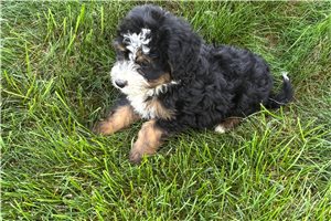 Shyla - Bernedoodle, Mini for sale