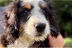 Jaime - Bernedoodle, Mini for sale