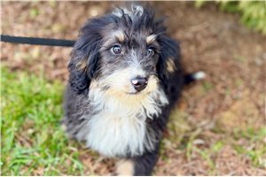 Nick - Bernedoodle, Mini for sale