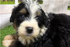 Jenson - puppy for sale