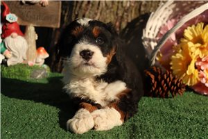 Rudy - Bernedoodle, Mini for sale