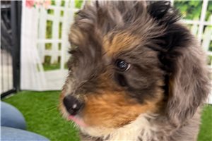 Norris - puppy for sale