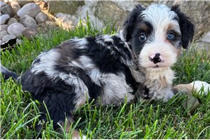 Sean - puppy for sale