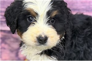 Jacques - Bernedoodle, Mini for sale