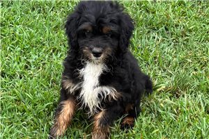 Oroe - Bernedoodle, Mini for sale