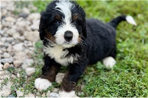 Pirate - puppy for sale