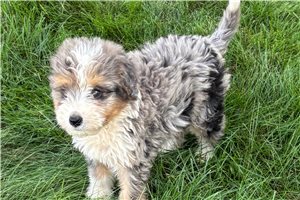 Stanley - Bernedoodle, Mini for sale